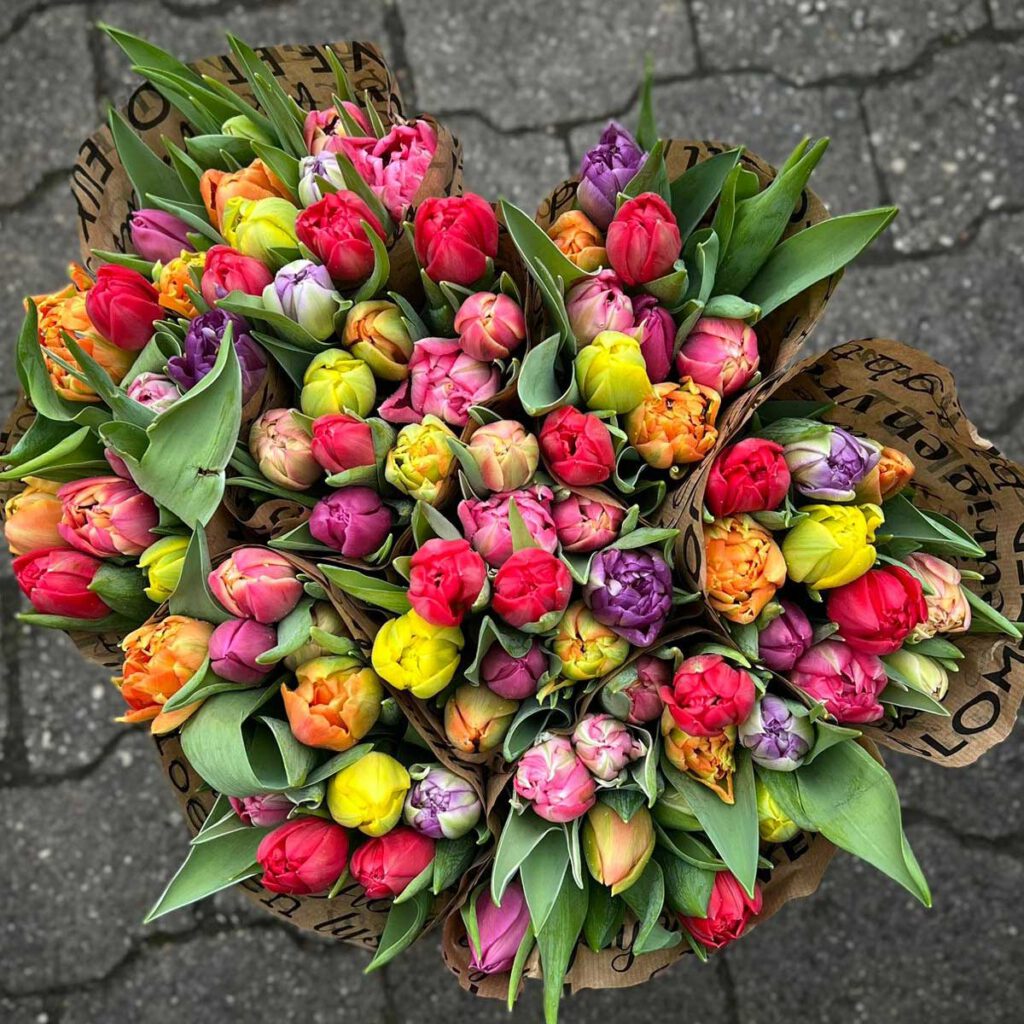Topview Tulpenbünde